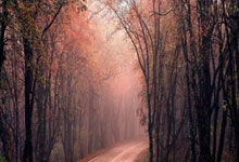 买股票如何在网上开户:融资买股票有什么规定-五大白酒企业上半年净赚850亿元：茅台454亿领跑 洋河净利下滑